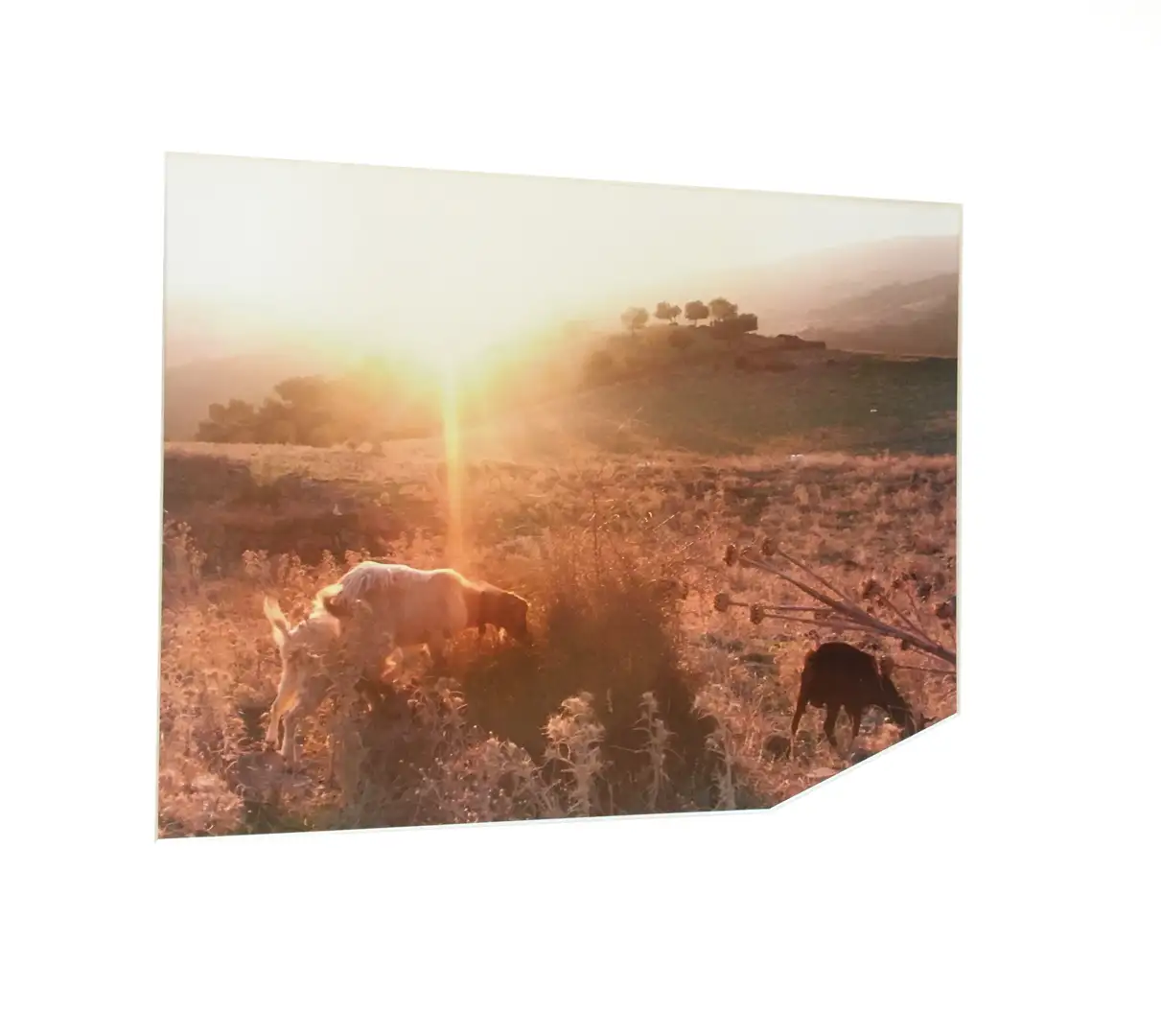 Riseset, Victory of the Sun photograph
